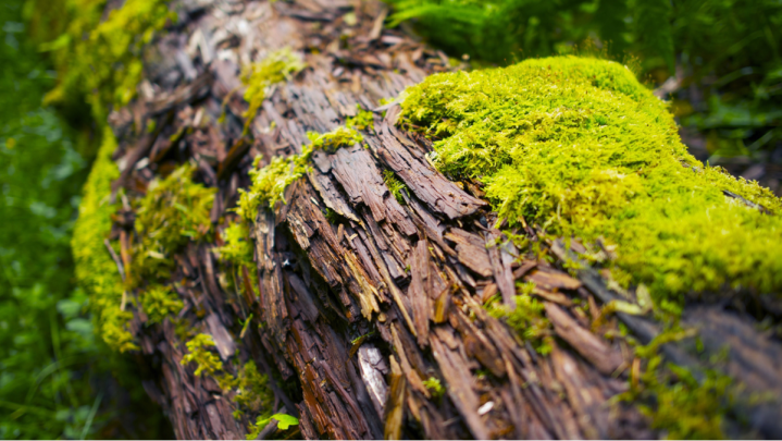 Chapter 7: The Speck & the&nbsp;Log